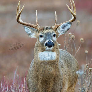 Sporting equipment: Nice Target Deer Straight On