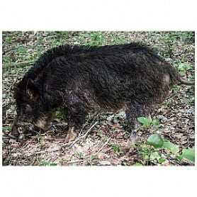 Nice Target Wild Boar