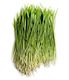 Wheatgrass 500g – Advance Microgreen