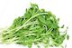 Sprouting Pea 500g – Advance Microgreen