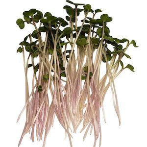 Red Russian Kale 100g – Advance Microgreen