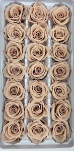 Preserved Spray Rose Box of 21 Cappuccino