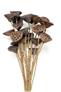 Florist: Lotus Pods on a Twig 60cm 10 pods