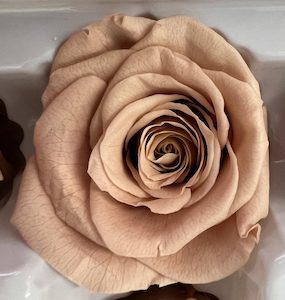 Preserved Rose box of 8 Nude