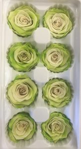 Preserved Roses Green 2 tone box of 8