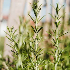 Candle: Rosemary Essential Oil