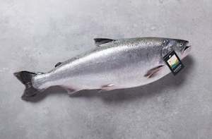 Whole Salmon: Whole Fresh Salmon