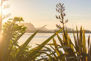 Dawn, Parua Bay