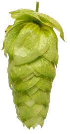 Moutere Hops 2024 Harvest - T90 Pellets 100gm