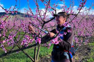 Central Otago in Spring -Alexandra Blossom Festival