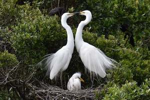 Tour guide service: White Heron Spring Tour