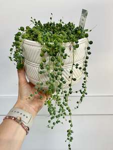 Plant - String of pearls