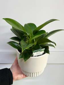 Plant - philodendron Selloum