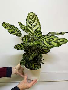 Plant - Calathea Makoyana