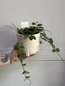 Florist: Plant - Hoya SPP