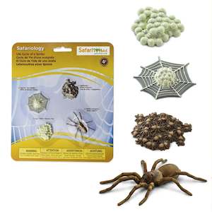 Safari Ltd Life Cycle of a Spider