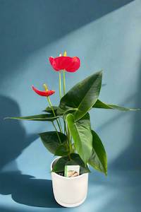 Florist: Anthurium