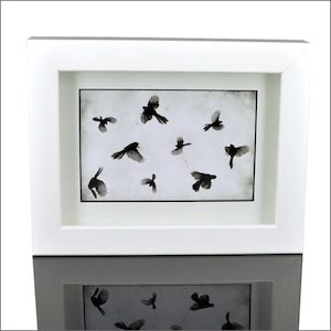 Framed photo of fantails - Aotearoa.co.nz - Fine art photo