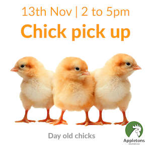 November 2024 Chicks | Day Old Brown Shaver Chick & Crumble Combo | Pick Up Only