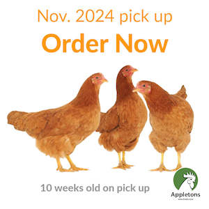 November 2024 Pullets | Brown Shavers | 10 Weeks of Age | Pick Up Only