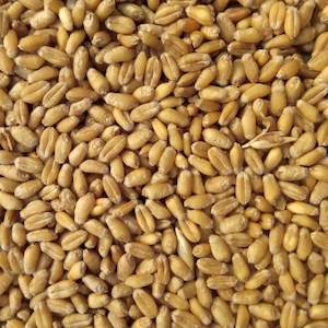 Potting mix manufacturing and packaging: Poultry Feed Wheat