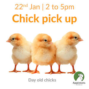 January 2025 Chicks | Day Old Brown Shaver Chick & Crumble Combo | Pick Up Only