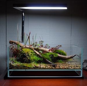 Tank: LANDEN Glass Air Tank