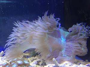 Elegance Coral Large