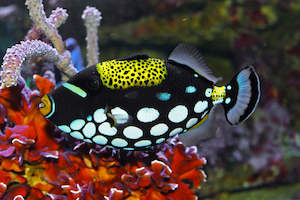 Weekly New: Clown Triggerfish