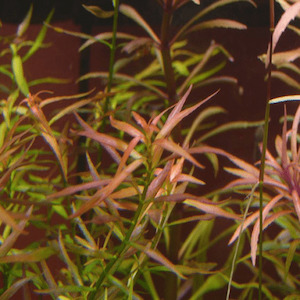 Ludwigia Brevibes/Arcuata – seconds sale