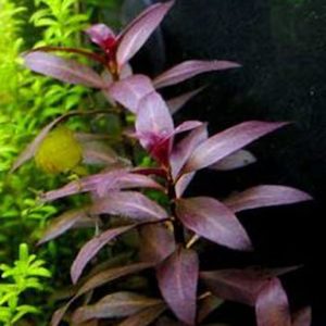 Ludwigia Glandulosa