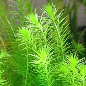 Plant, garden: Mayaca Fluviatilis – ‘Green Pine’