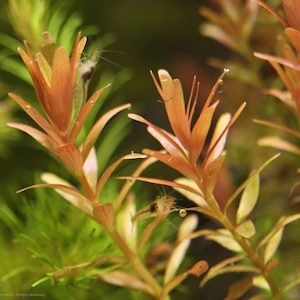 Rotala Rotundifolia