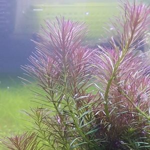 Rotala Wallichii ‘Red Pine’