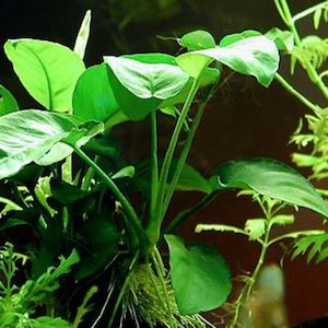 Anubias Barteri var Barteri (Large Anubias)