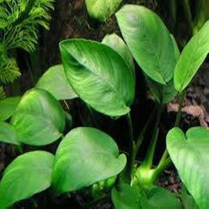 Plant, garden: Anubias Nana