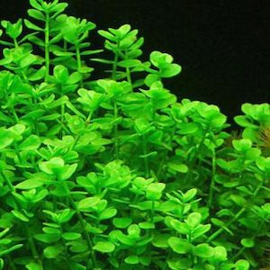 Bacopa Monnieri