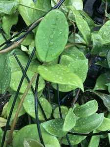 Plant, garden: Hoya Carnosa Cutting x 1