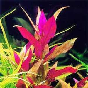 Plant, garden: Alternanthera Reineckii var Roseafolia – seconds