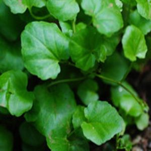 Plant, garden: Cardamine Lyrata (The “actual” Cardamine Lyrata)