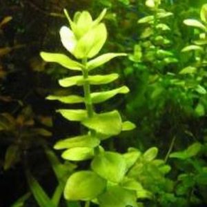 Giant Bacopa – slightly faded but still very healthy