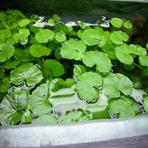 Hydrocotyle Leucocephala AKA Cardamine