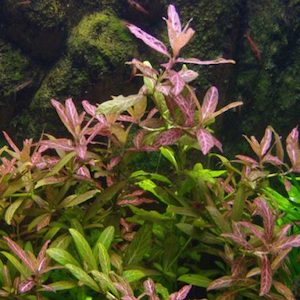 Hygrophila ‘Sunset’ – Seconds – still VERY healthy, cosmetic damage