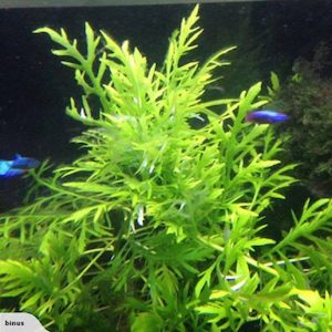 Plant, garden: Hygrophila Difformis