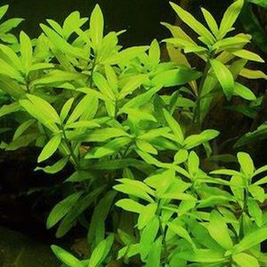 Hygrophila Polysperma