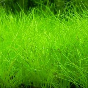 Dwarf Hair Grass