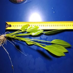 Plant, garden: Large Argenteninsis Sword