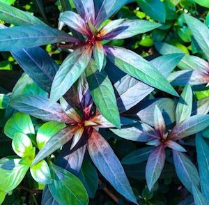 Plant, garden: Ludwigia – Super Red