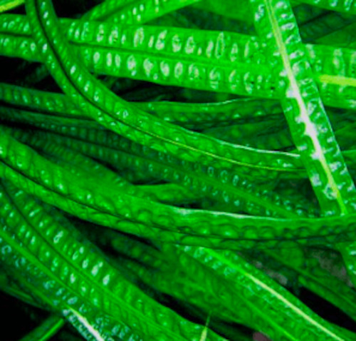 Plant, garden: Cryptocoryne Balansae