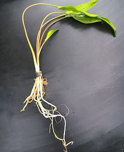 Cryptocoryne Wendtii